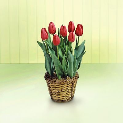 Red Tulip Bulbs