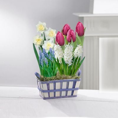 Summer Follies Bulb Basket