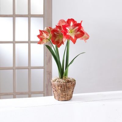 Star of Holland Amaryllis in Reed Basket