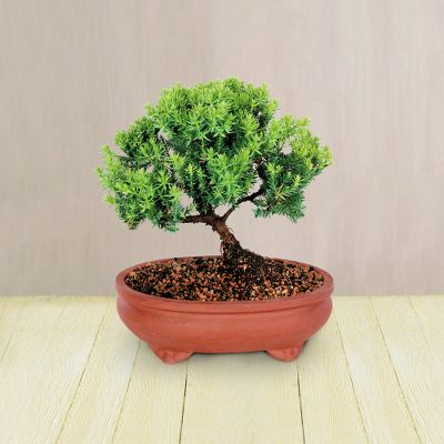 Green Mound Juniper Bonsai