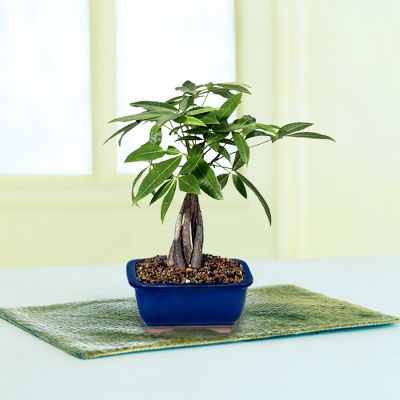 Fulfilling Fortune Money Tree