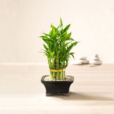 Double Lucky Pyramid Bamboo