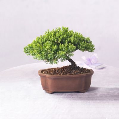 Dwarf Mugo Pine Bonsai