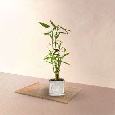 Lucky  Buddha Bamboo