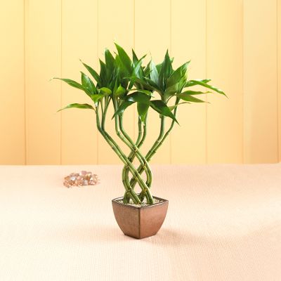 Triple Braided Lucky Bamboo