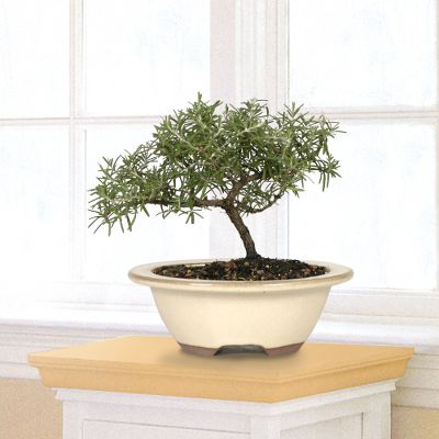 Aromatic Rosemary Bonsai