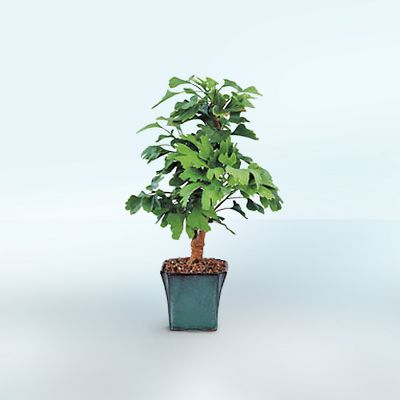 Ginkgo Bonsai