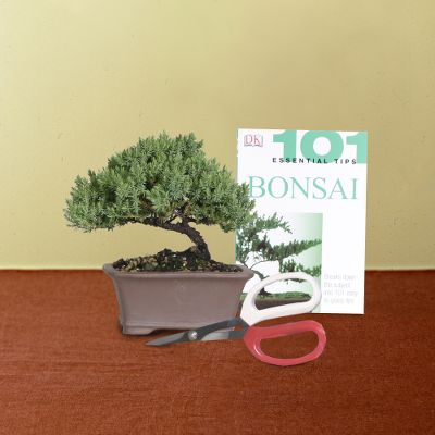 Bonsai Starter Kit