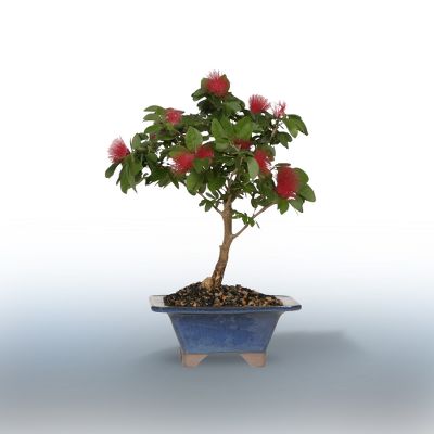 Powder Puff Bonsai