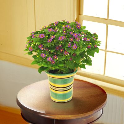 Spread the Sunshine Persian Violet Plant