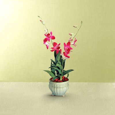Summer's Blush Orchid Plant