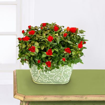 English Garden Double Rose Planter
