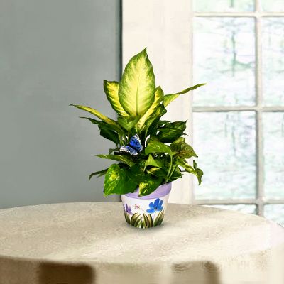 Butterfly Garden Planter