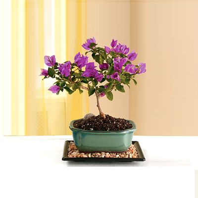 Purple Bougainvillea Bonsai
