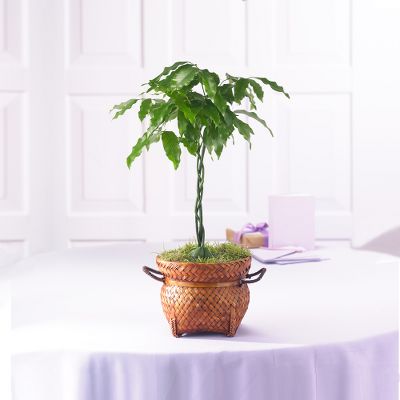 Life?s Journey Lucky Bean Plant