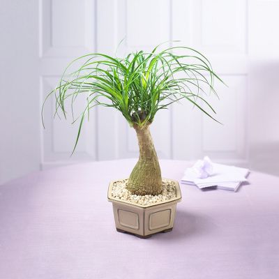 Pony Tail Palm Bonsai