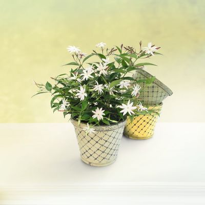 My Star Angelwing Jasmine Plant