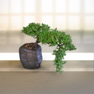 Living Art Green Juniper Bonsai