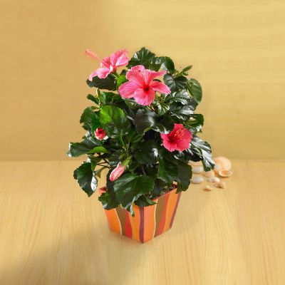 Summer Swirl Hibiscus Planter