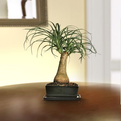 Desert Inspirations Ponytail Palm Bonsai