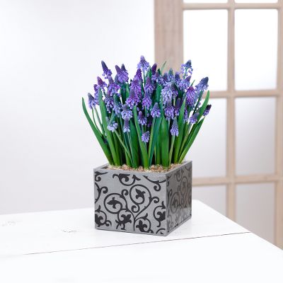 Wondrous Wakenings Grape Hyacinth Bulb Plants