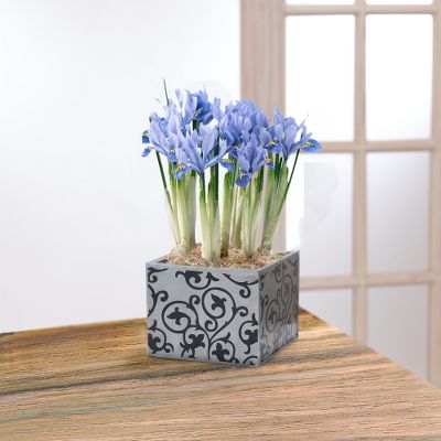 Endless Ocean Mini Blue Iris Bulb Planter