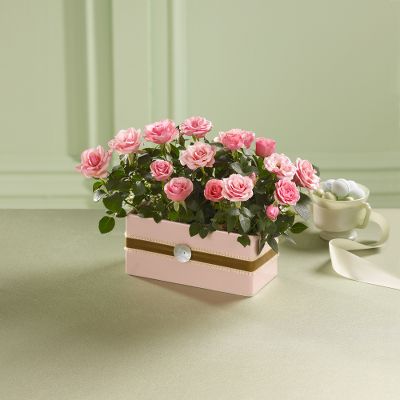 Pink Promises Mini Rose Plant Duo
