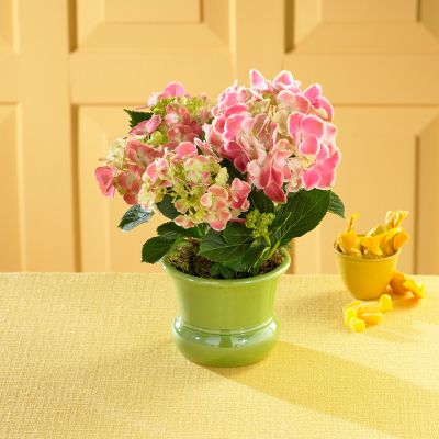 Celebrate Summer Hydrangea Plant