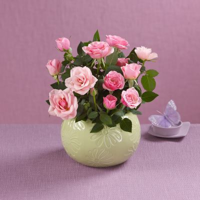 Pink Poetry Mini Rose Plant