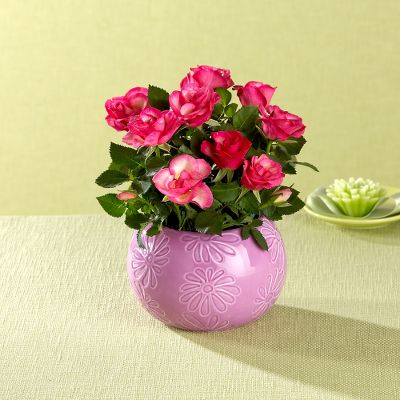 Pinked Sky Sunset Mini Rose