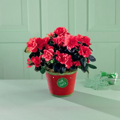 Red Azalea Plant in Santa Love Container