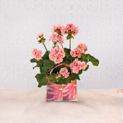 Ready, Set, Summer! Geranium Plant