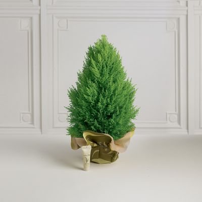 Simply Sublime Lemon Cypress Tree