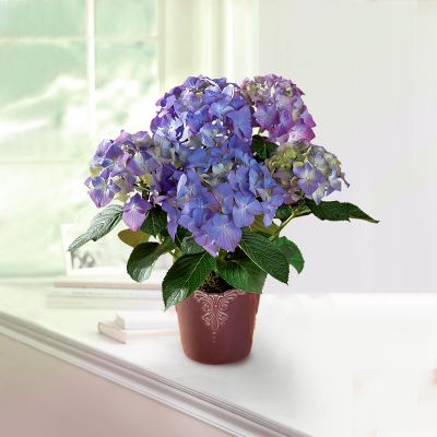 Indigo Dreams Hydrangea Plant