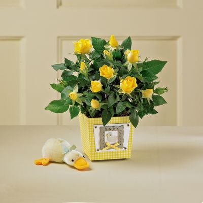Blissful Blessings New Baby Mini Rose Plant