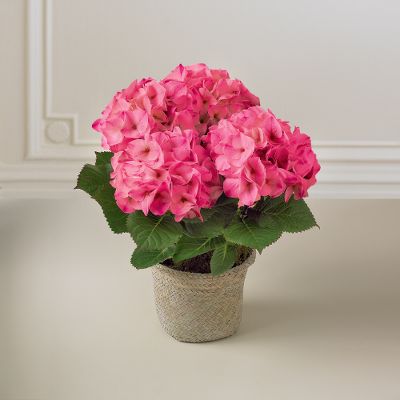 Chiffon Clouds Hydrangea Plant