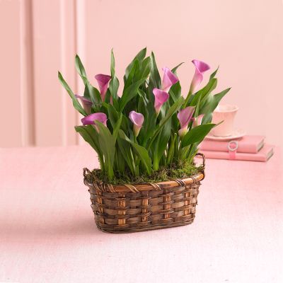 Chic Calla Lily Basket