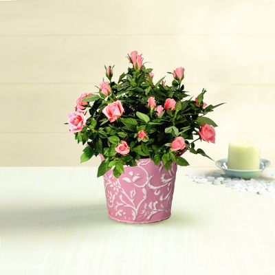 Pink Perfection Miniature Rose Pail
