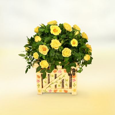 Friendly Fields Mini Rose Plant