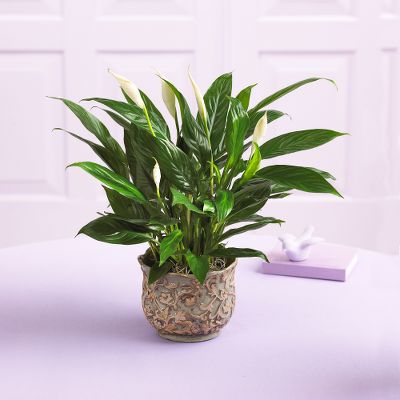 Serene Peace Plant