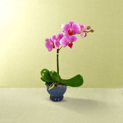 Happy Wishes Orchid Plant