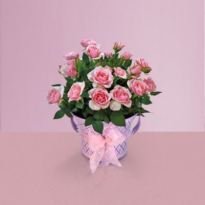 Rosy Renewal Mini Rose