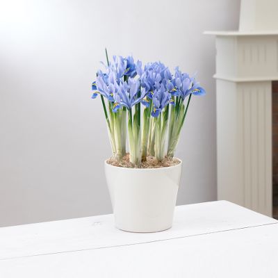 Clear Skies Mini Blue Iris Planter