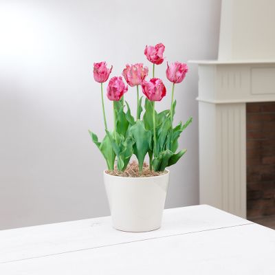 Cloud Nine Pink Parrot Tulip Bulbs