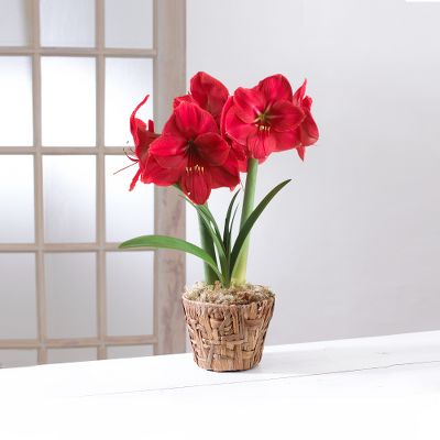 Red Lion Amaryllis in Reed Basket