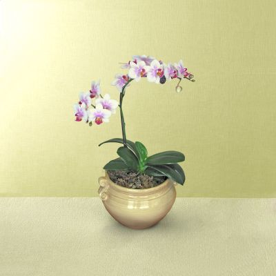 Soundless Serenity Orchid Plant