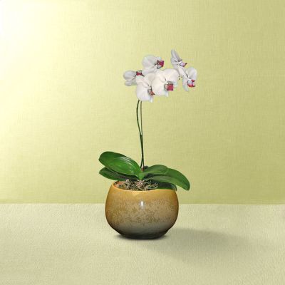 Cloud Kissed Orchid Plant