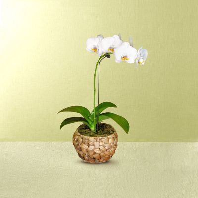 Floating Cloud Orchid Plant