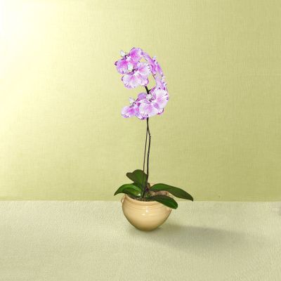 Journey's Gifts Orchid Plant
