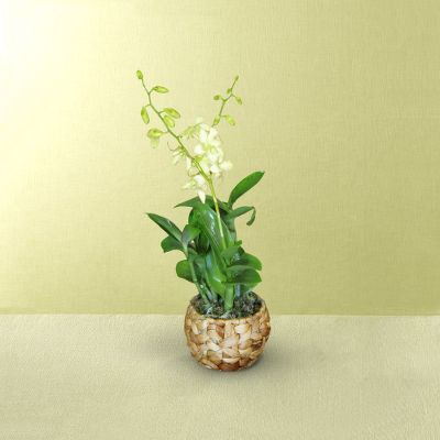 Jade Dreams Orchid Plant